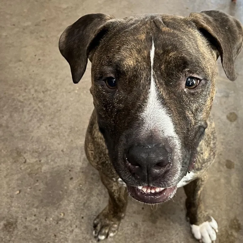 An adult large-sized male Brindle Bullmastiff dog named Oscar for adoption in Sarasota, FL