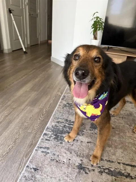An adult medium-sized male Terrier dog named Rocco for adoption in Miami, FL