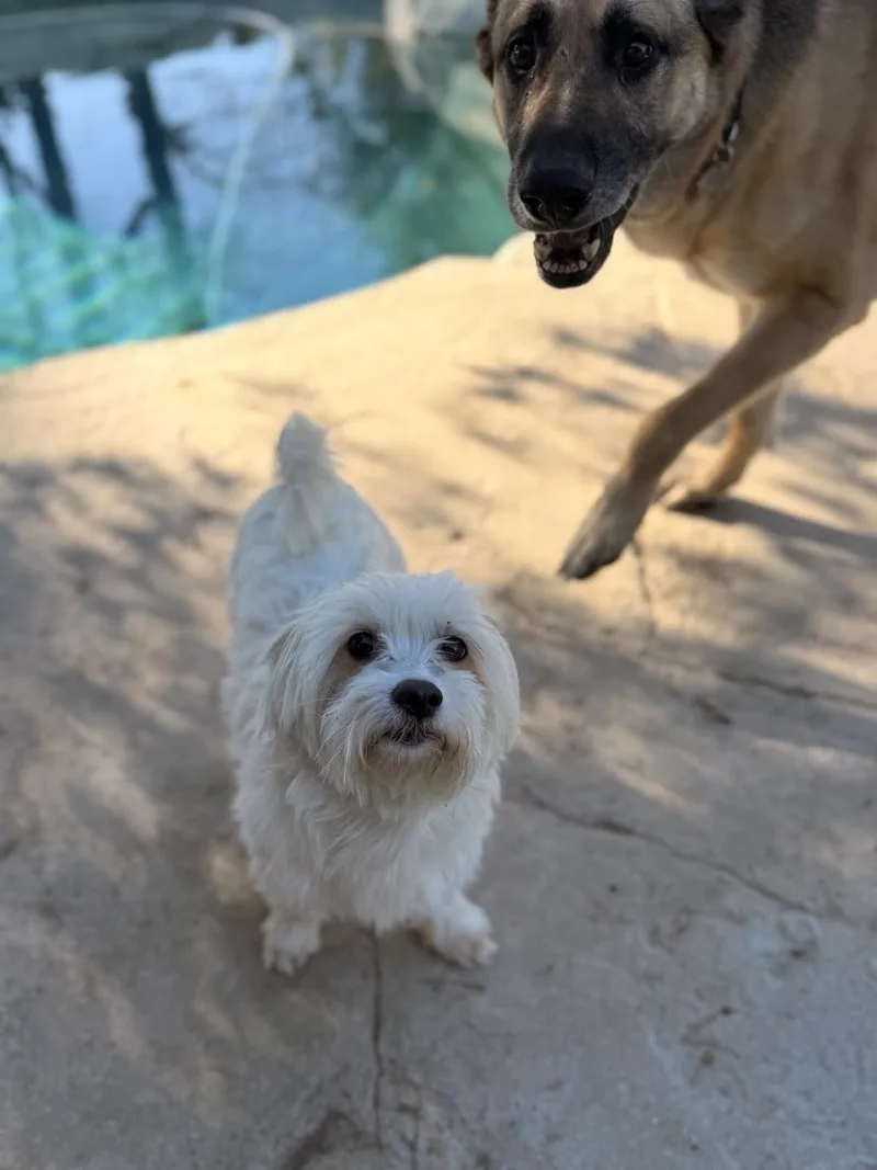 Davina & Red thumbnail 3