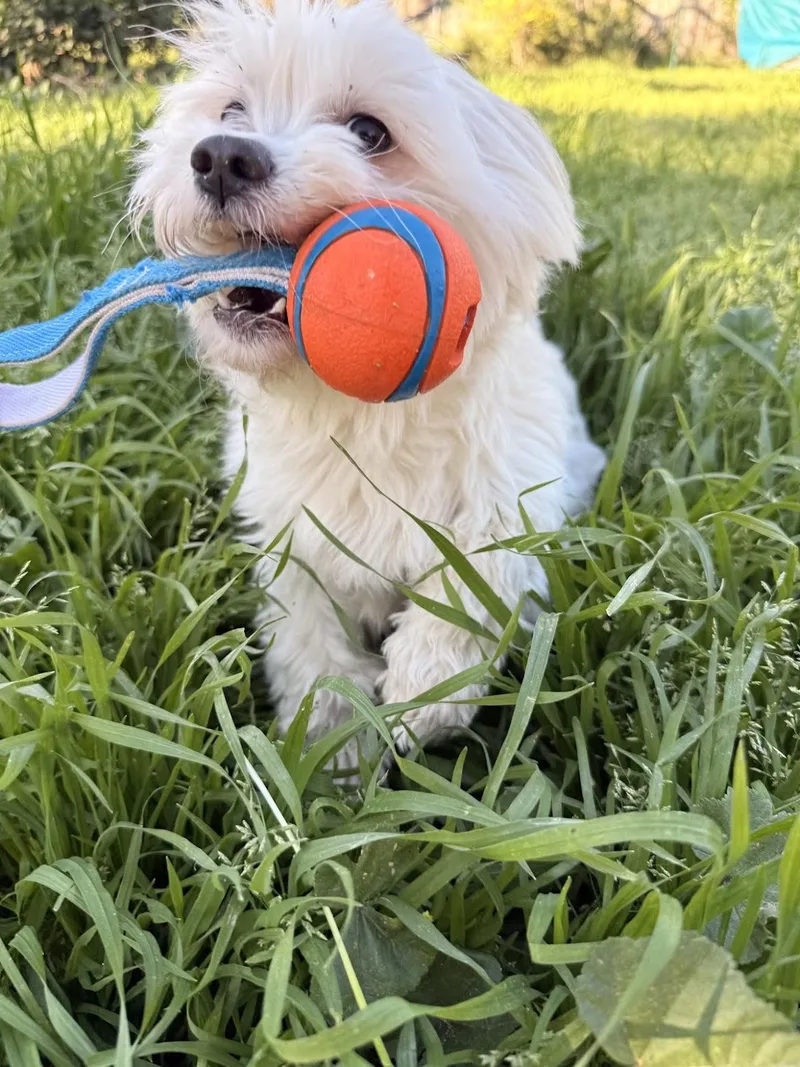 Davina & Red thumbnail 4