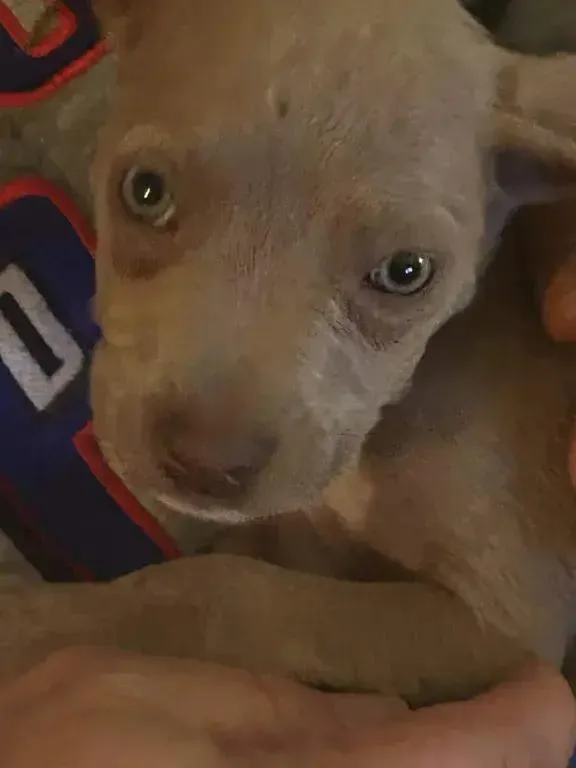 A baby small-sized male Mixed Breed dog named Crew for adoption in Grand Rapids, MI