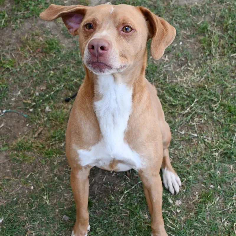 An adult medium-sized male Yellow / Tan / Blond / Fawn Labrador Retriever dog named Remy for adoption in Beaumont, TX