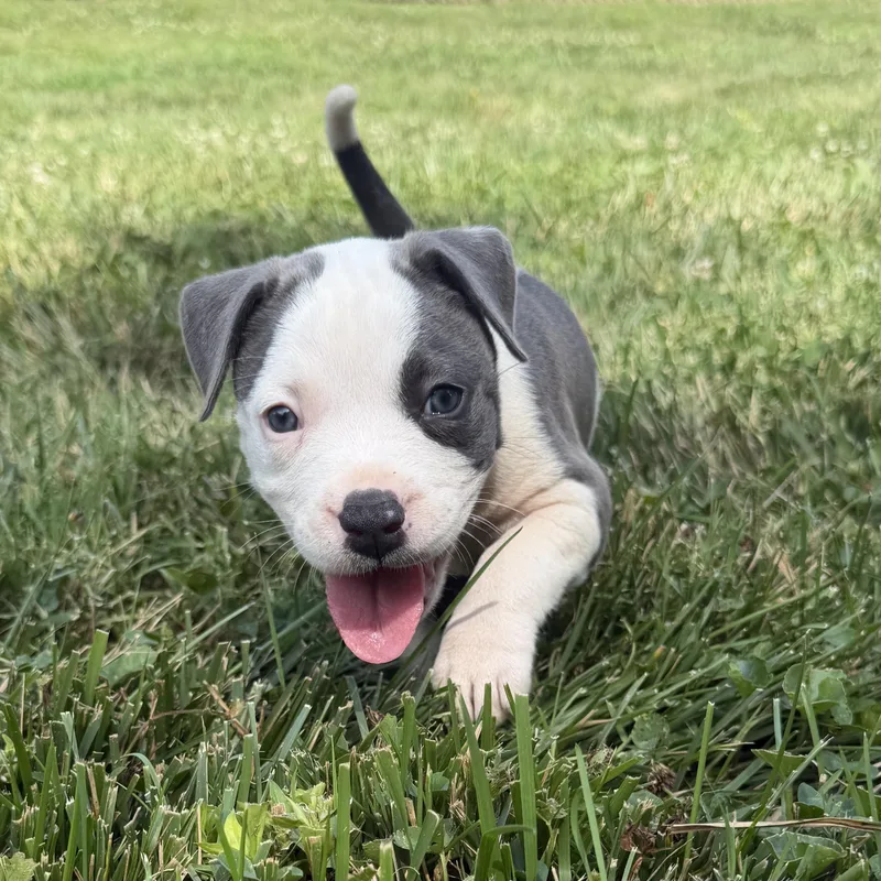 A baby medium-sized female Pit Bull Terrier dog named Reba for adoption in Charlotte, NC