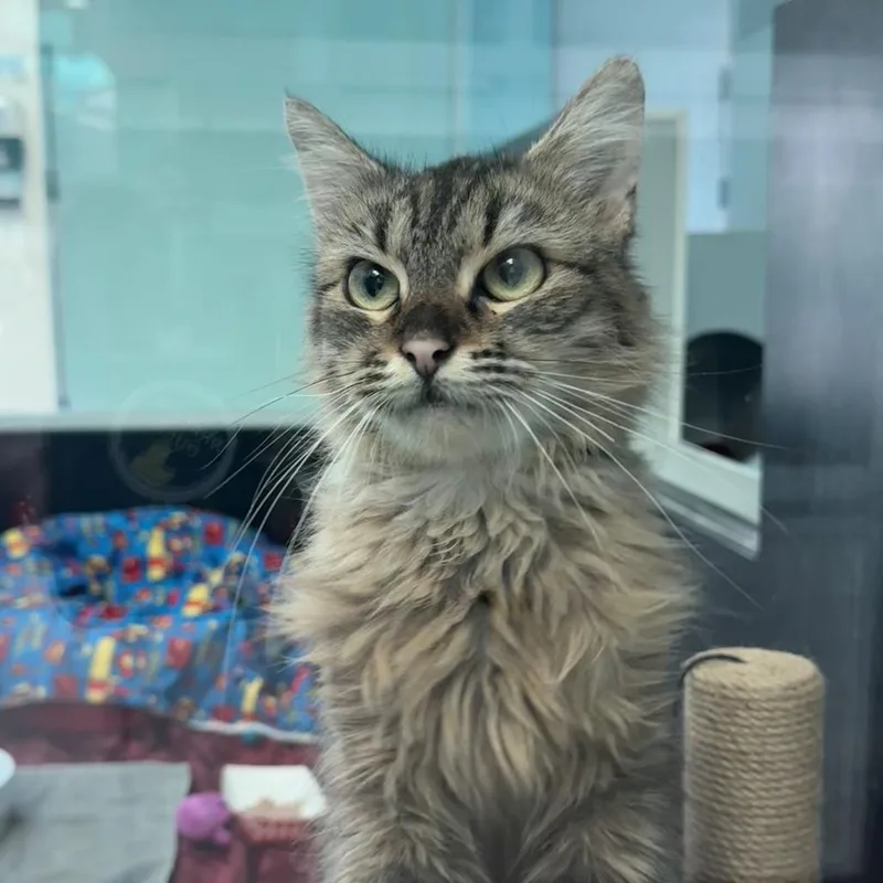 An adult medium-sized female Torbie Domestic Long Hair cat named Feather for adoption in Hawthorne, CA