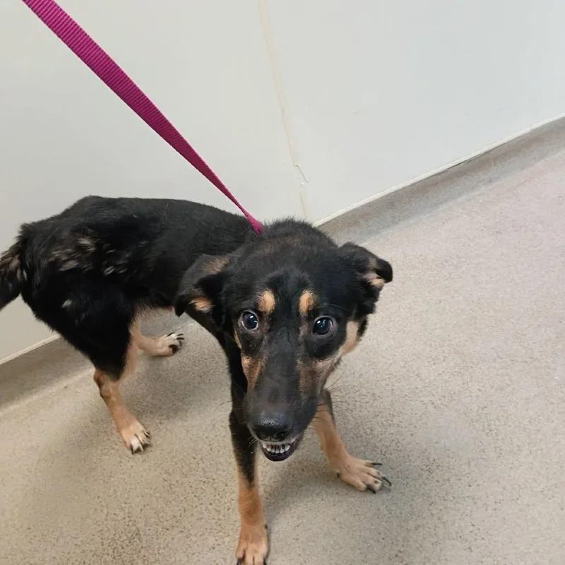 An adult medium-sized male Brown / Chocolate Husky dog named Kane for adoption in Lynchburg, VA