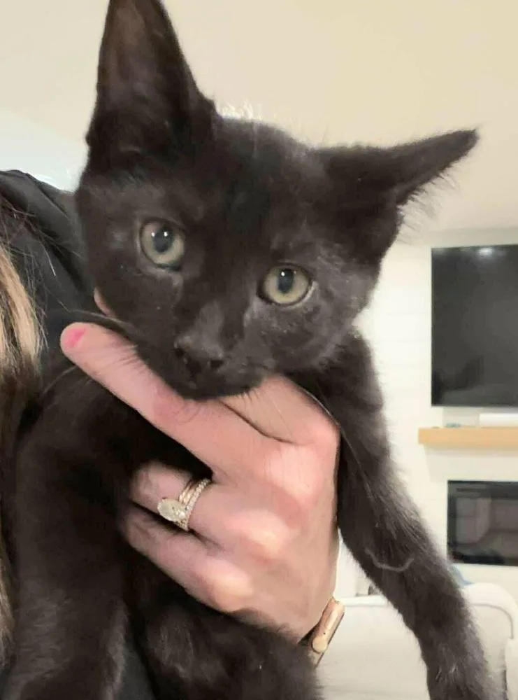 A baby small-sized female Domestic Short Hair cat named Ember for adoption in Chicago, IL