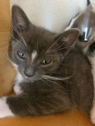 A baby small-sized male Domestic Short Hair cat named Haymitch for adoption in Bellevue, WA