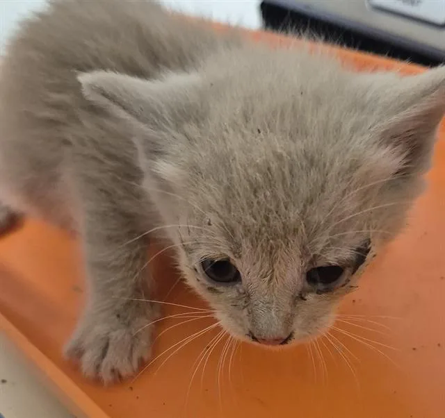 A baby small-sized female Domestic Short Hair cat named Star for adoption in Bakersfield, CA