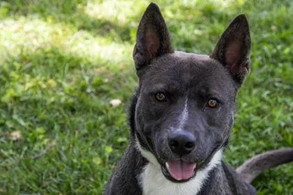 An adult large-sized male Mixed Breed dog named Ace for adoption in Kansas City, MO