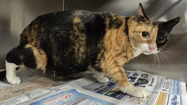 An adult medium-sized female Domestic Medium Hair cat named Coco for adoption in Castaic, CA