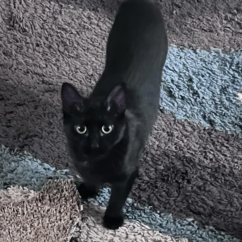 A young medium-sized female Domestic Short Hair cat named Shadow for adoption in Springfield, MA