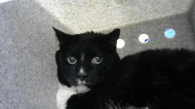 An adult medium-sized male Domestic Short Hair cat named Yuki for adoption in Albuquerque, NM