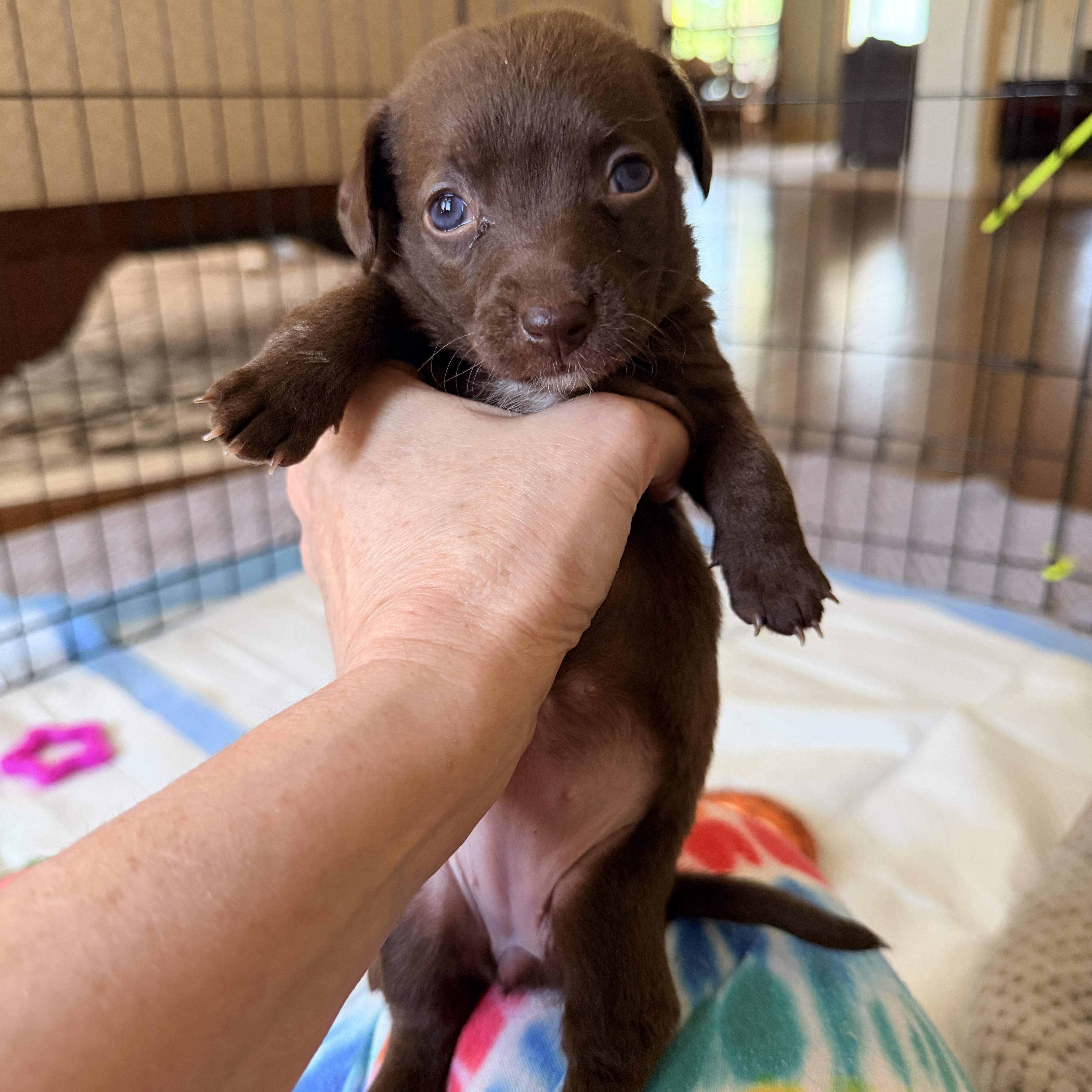 A baby small-sized female Brown / Chocolate Dachshund dog named Bluejay for adoption in Newfoundland, NJ