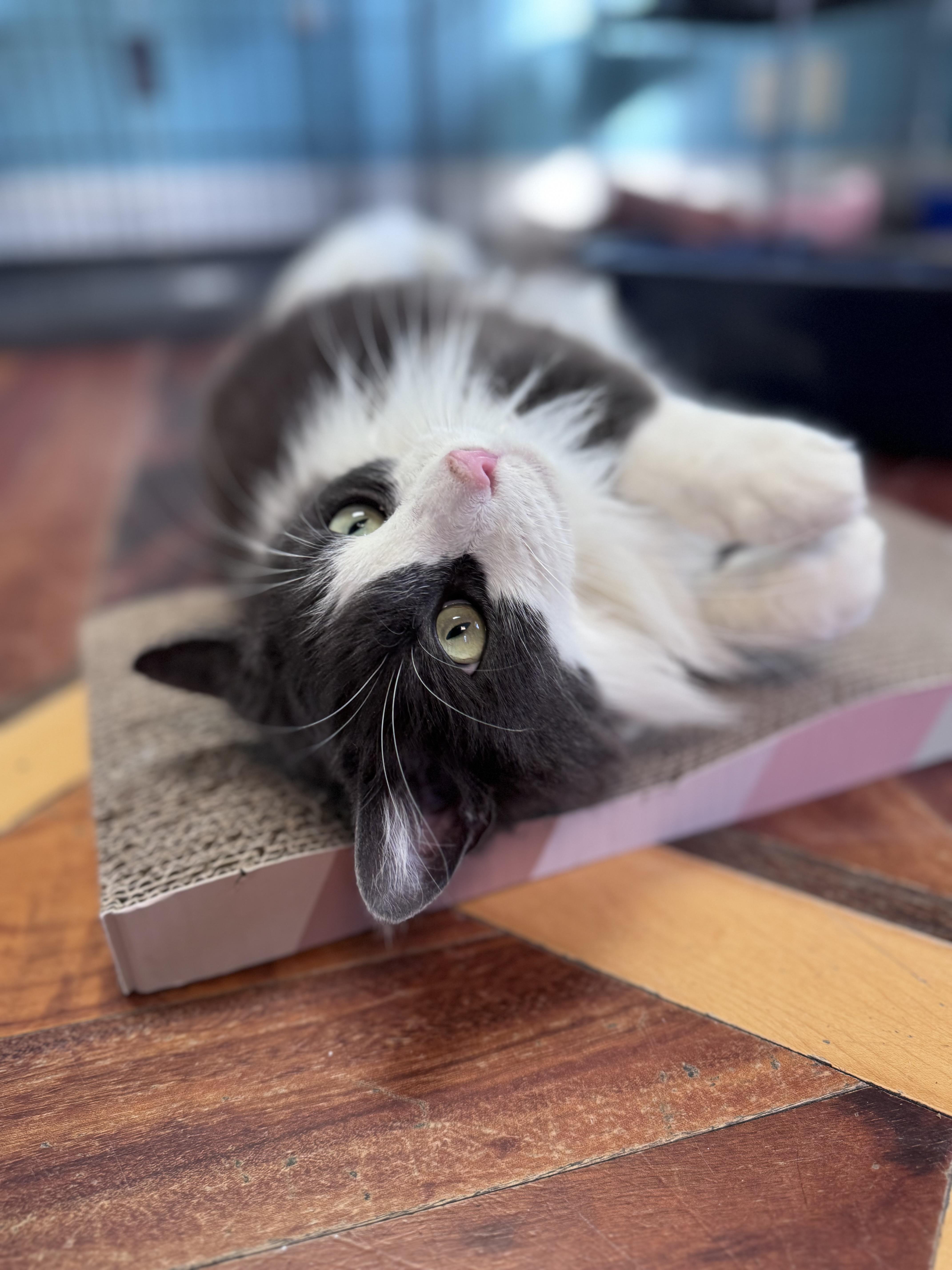 Floppy & Gray Long thumbnail 3