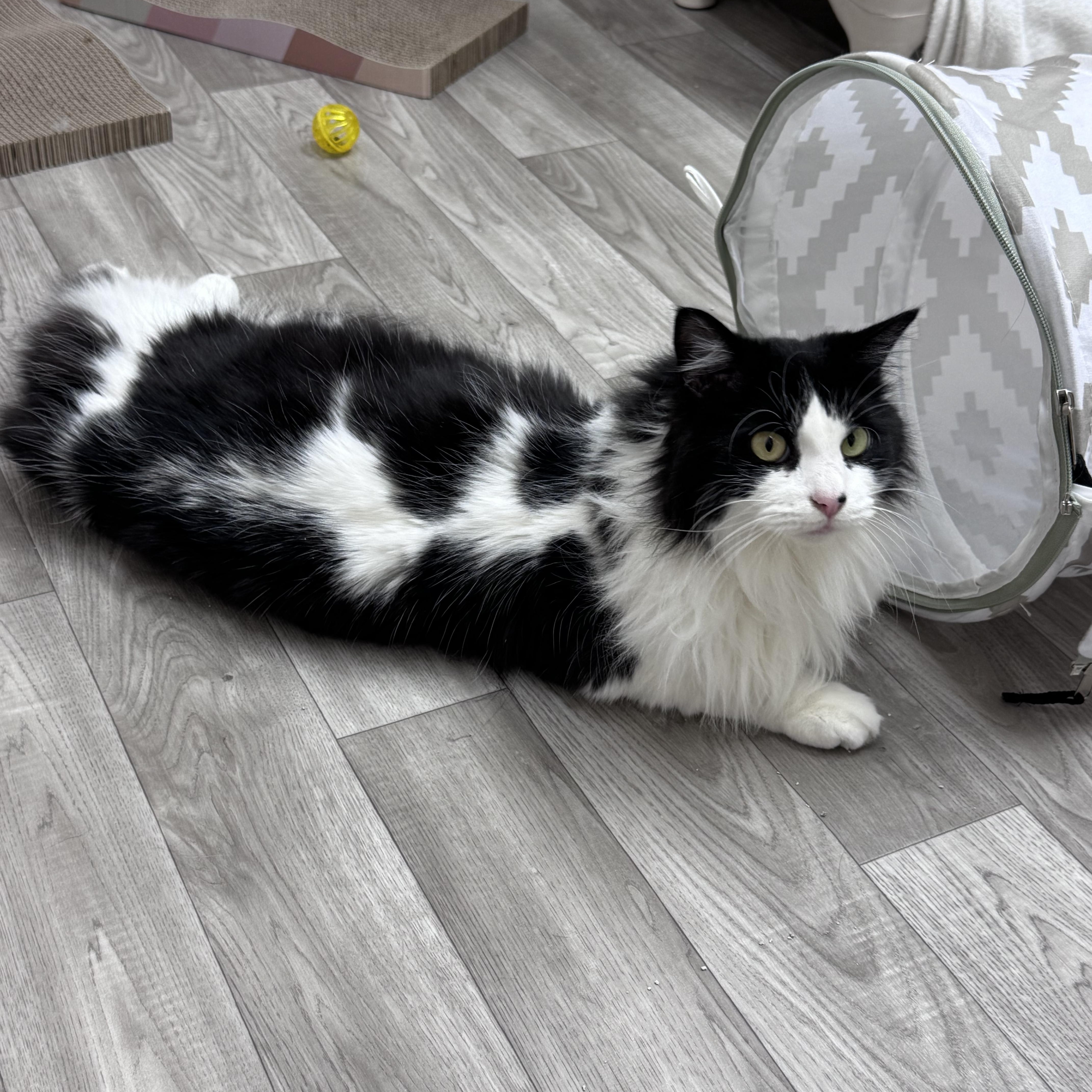 Floppy & Gray Long thumbnail 4