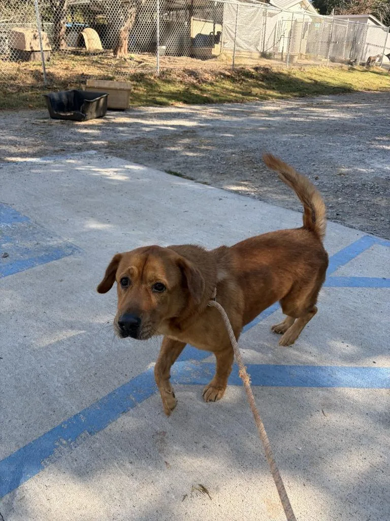 An adult large-sized male Mixed Breed dog named Rocky for adoption in Lawrenceburg, TN