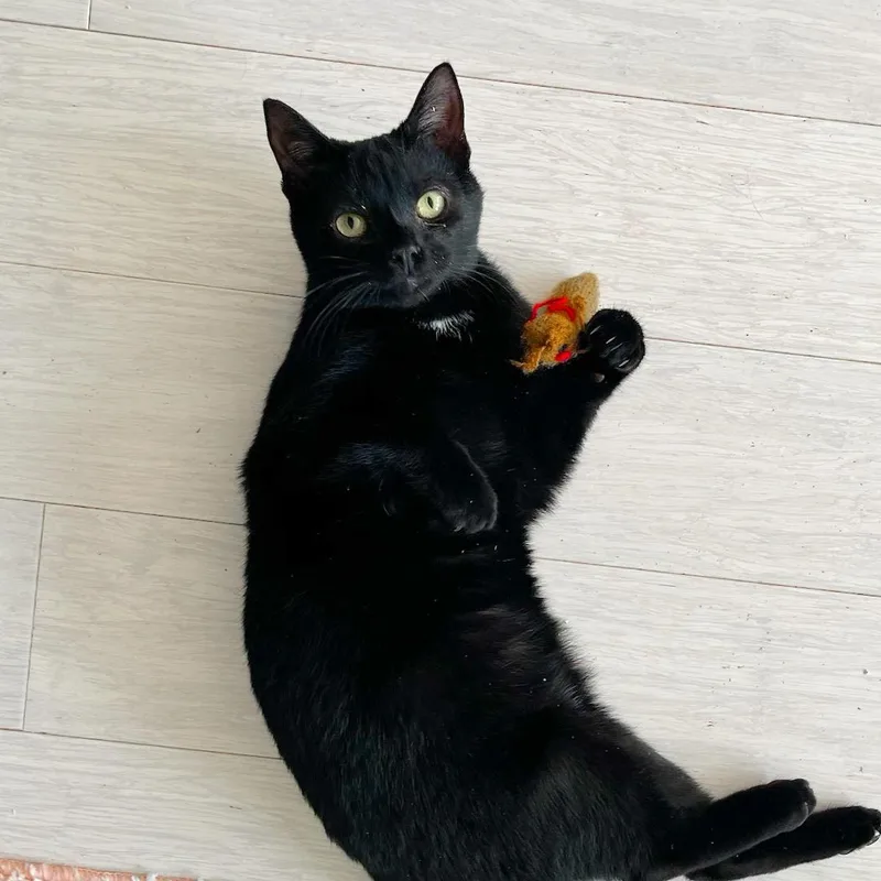 A young medium-sized male Domestic Short Hair cat named Turnip for adoption in New Orleans, LA