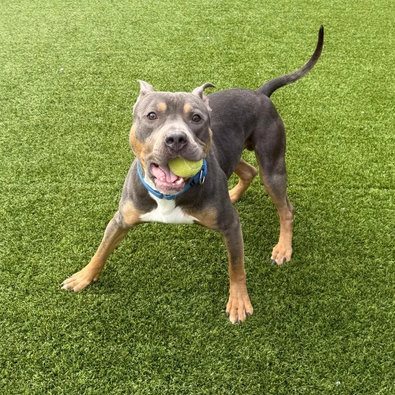 An adult medium-sized male Gray / Blue / Silver Mixed Breed dog named Baldur for adoption in Pittsburgh, PA