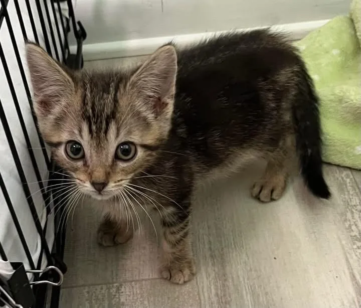 A baby small-sized male Domestic Short Hair cat named Riker for adoption in Saint Clairsville, OH
