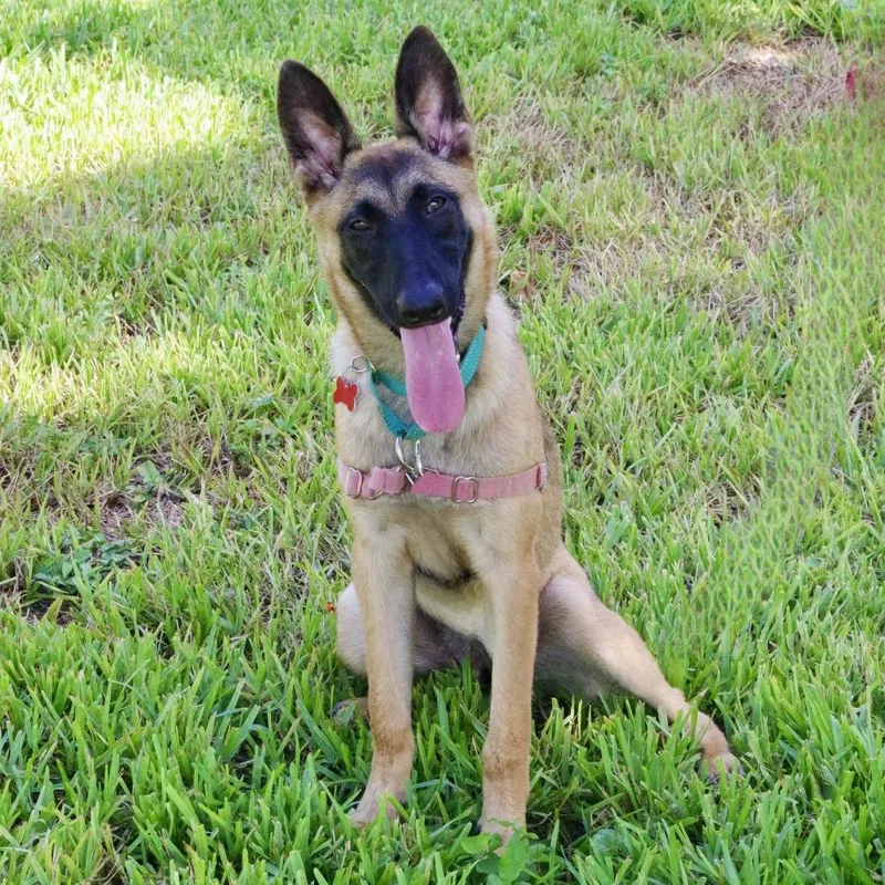 A young medium-sized female Yellow / Tan / Blond / Fawn Belgian Shepherd / Malinois dog named Puppy Nelly for adoption in Miami, FL