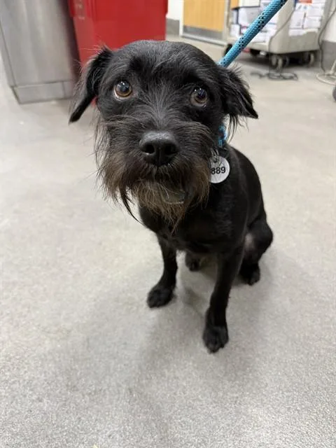 A young small-sized male Border Terrier dog named Mason for adoption in Upper Marlboro, MD
