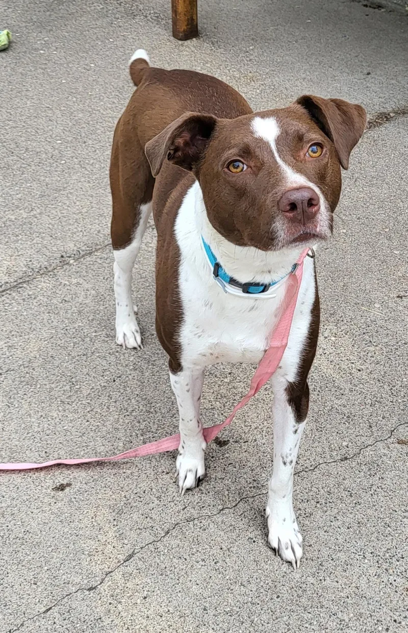An adult medium-sized male Labrador Retriever dog named Louie for adoption in Zimmerman, MN