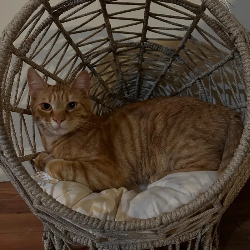 An adult small-sized male Orange / Red Domestic Short Hair cat named Mr. Lucy for adoption in Long Beach, CA