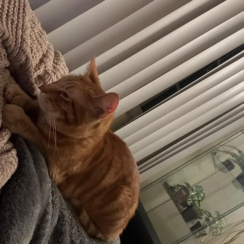 Mr. Lucy thumbnail 2