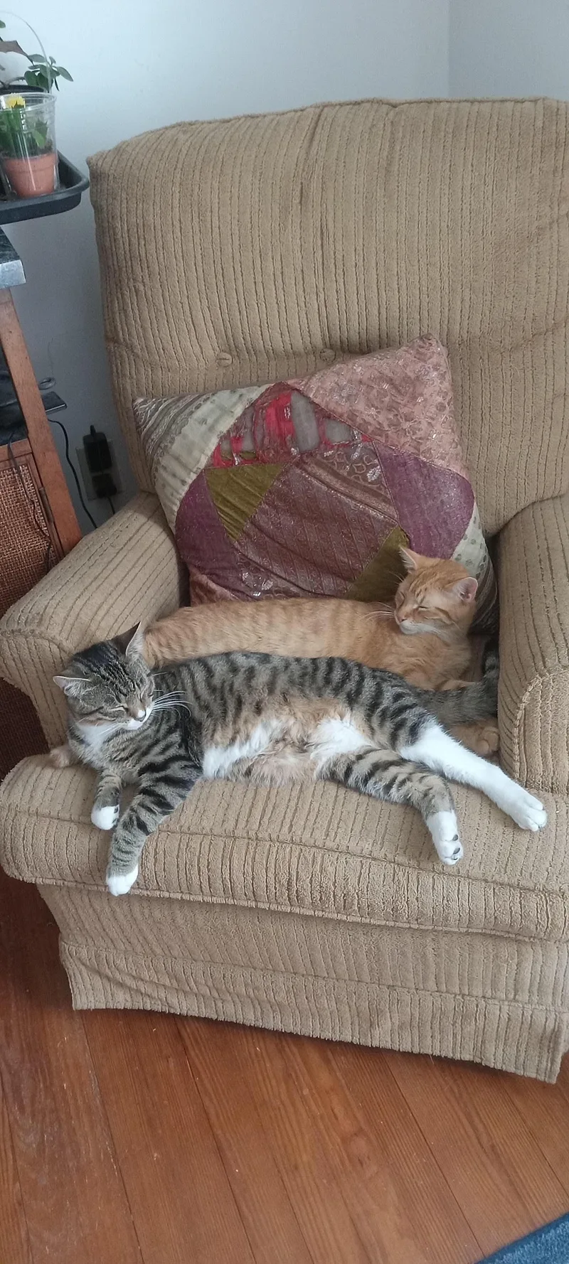 A young medium-sized male Domestic Short Hair cat named Solen And Moss for adoption in Chesapeake Beach, MD