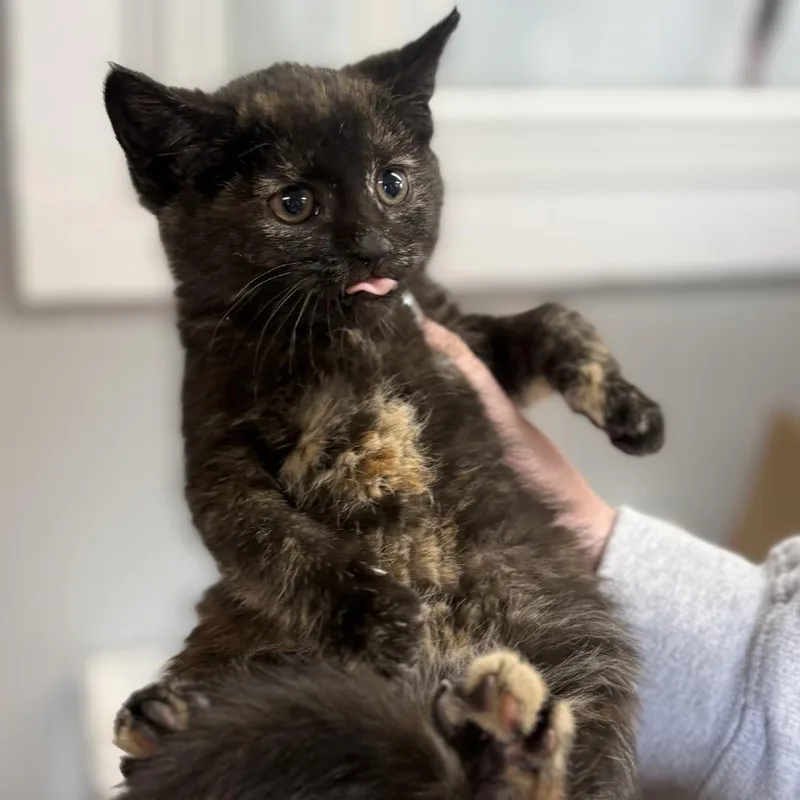 A baby small-sized female Tortoiseshell Domestic Medium Hair cat named Iris for adoption in Pasadena , MD