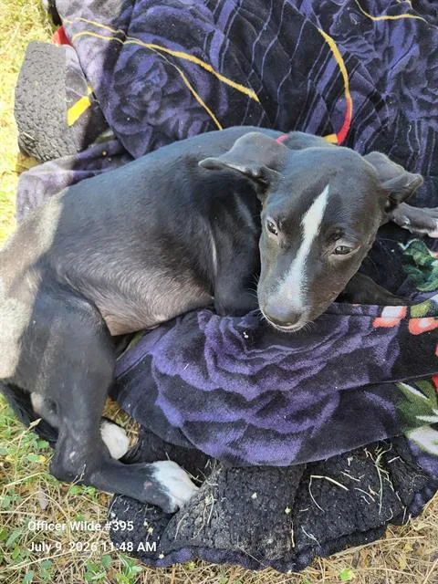 A baby medium-sized female Labrador Retriever dog named Tootsie for adoption in San Antonio, TX