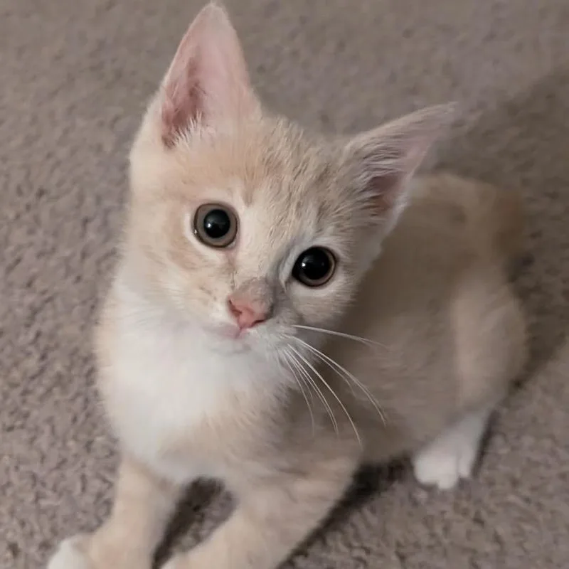 A baby small-sized female Domestic Short Hair cat named Caprese for adoption in Bel Air, MD