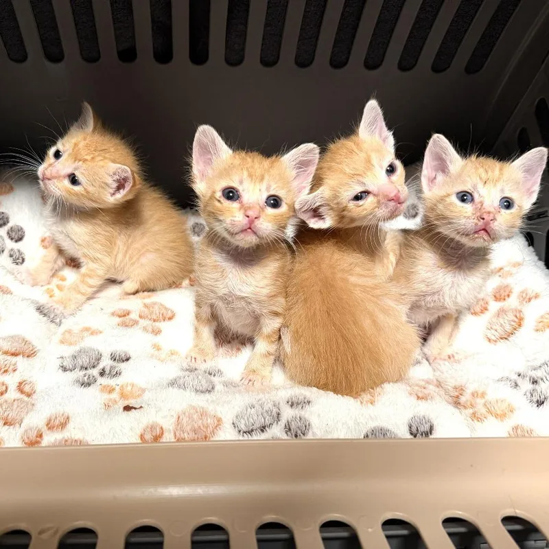 A baby small-sized male Orange / Red Domestic Short Hair cat named Batman for adoption in Long Beach, CA