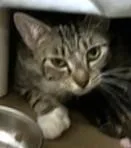 A young medium-sized female Domestic Short Hair cat named Chanelle for adoption in Boston, MA
