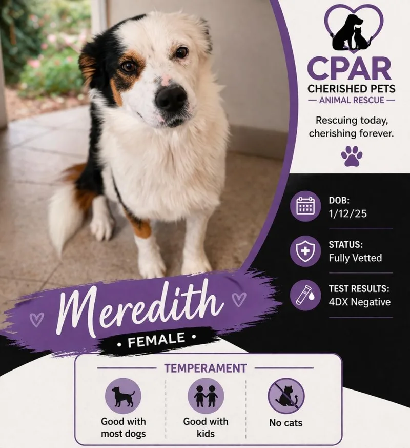 Meredith