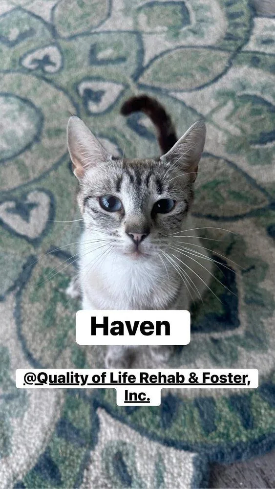 Haven