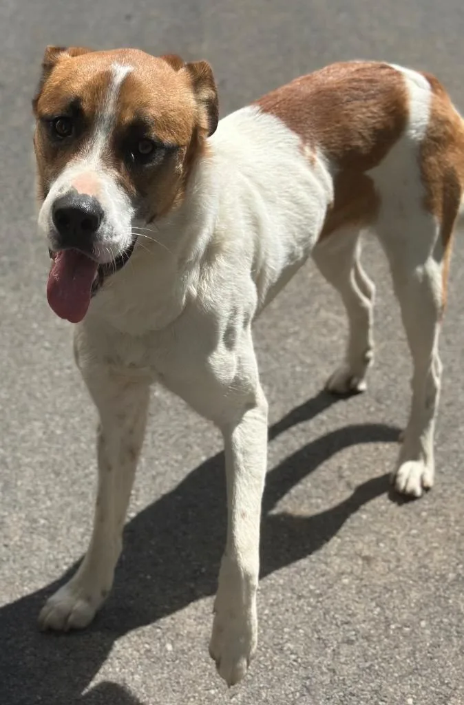 A young medium-sized male Mixed Breed dog named Wilkins for adoption in Rome, GA