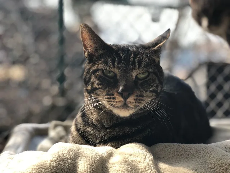 Linguine thumbnail 2