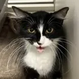 An adult medium-sized female Domestic Medium Hair cat named Francine for adoption in Hilliard, OH