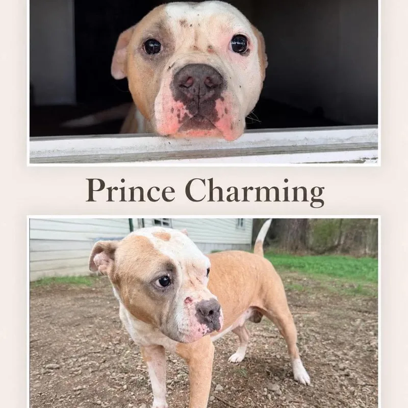 A senior medium-sized male Yellow / Tan / Blond / Fawn Terrier dog named Prince Charming for adoption in Hackett, AR