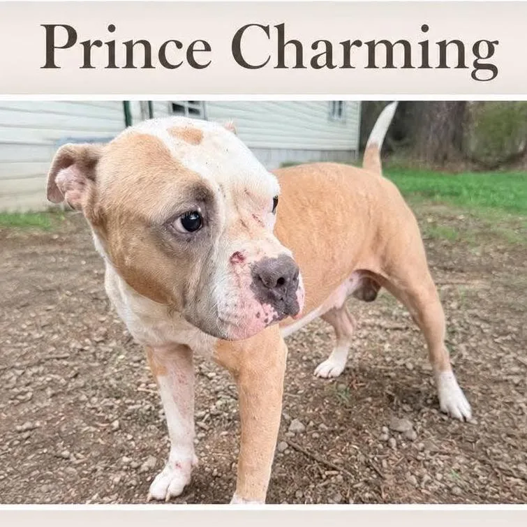Prince Charming thumbnail 2