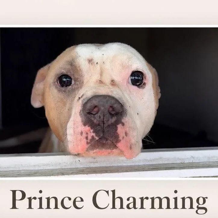 Prince Charming thumbnail 3