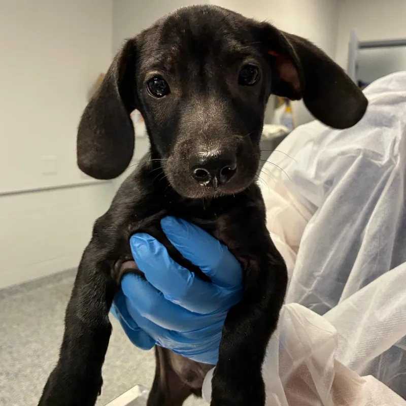 A baby small-sized male Black Dachshund dog named Cashew for adoption in Greenville, SC