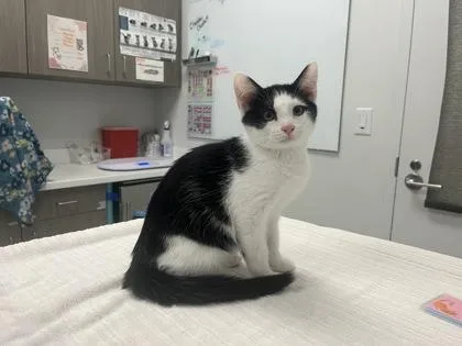 A baby small-sized male Black Domestic Short Hair cat named My Gym Partnerโs A for adoption in Kansas City, MO