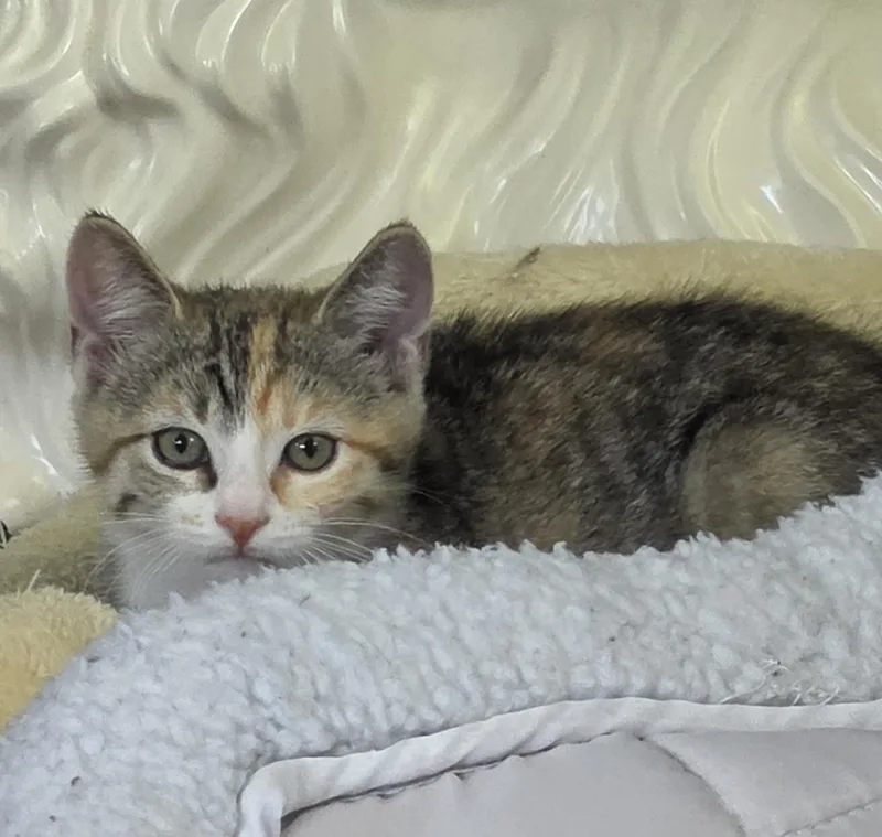 A baby medium-sized female Calico Domestic Short Hair cat named Ginger for adoption in Mount Juliet, TN