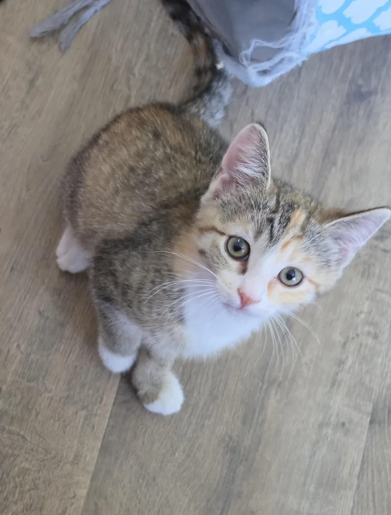 Ginger thumbnail 4