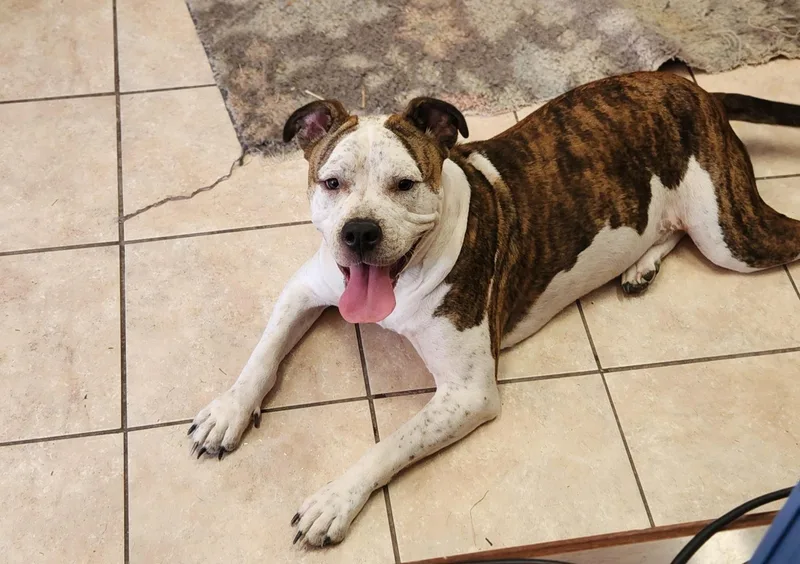 A young medium-sized male White / Cream American Bulldog dog named Sarge for adoption in Andover, MA