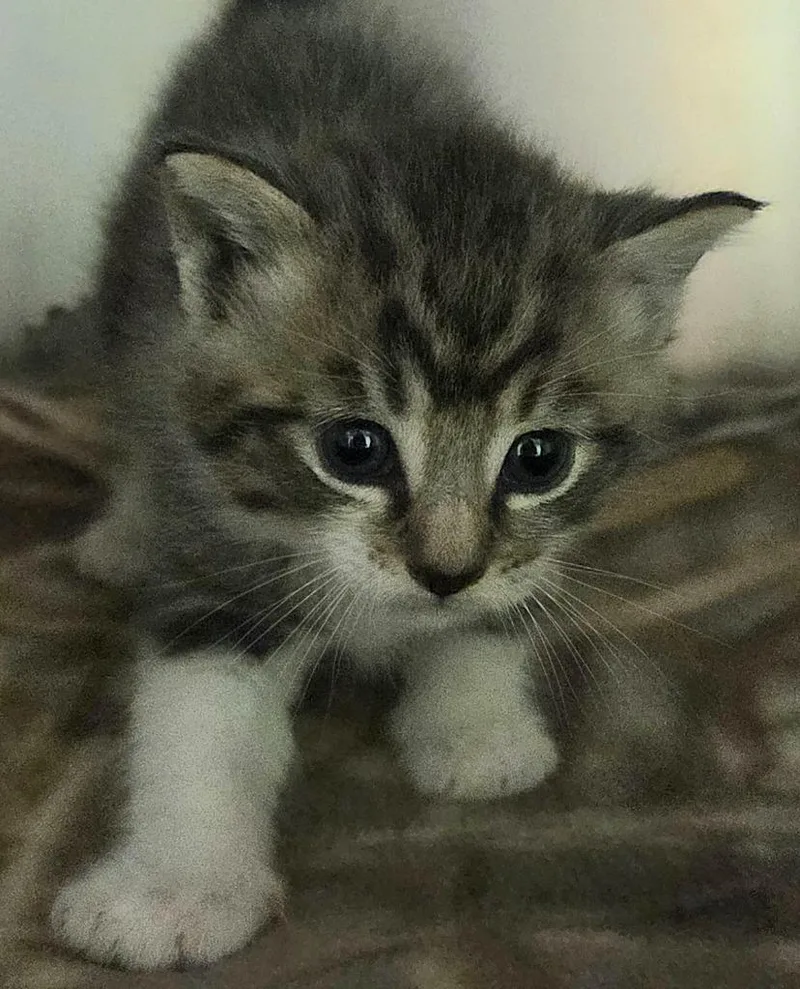 A baby medium-sized male Domestic Short Hair cat named Miller for adoption in Olean, NY