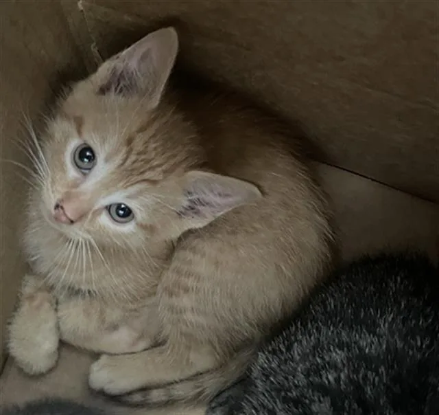 A baby medium-sized male Domestic Short Hair cat named Phoenix for adoption in Dallas, TX