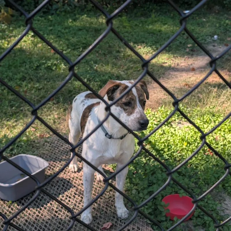 A young medium-sized male White / Cream Mixed Breed dog named StrayPierceChapelRoad for adoption in Columbus, GA